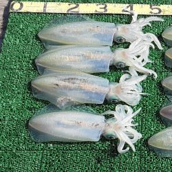 冬季ティップラン