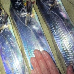 ふぐちゃんの猛攻から逃れて