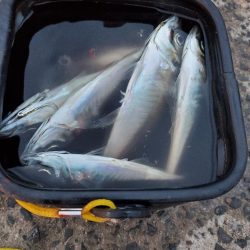 激渋　アジング