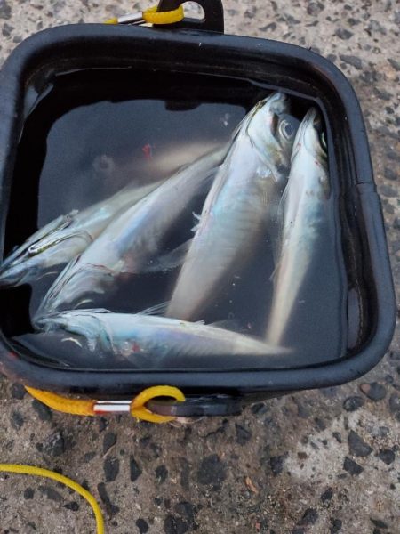 激渋　アジング