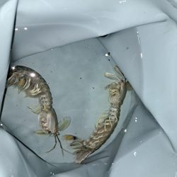 初釣りでアイナメ