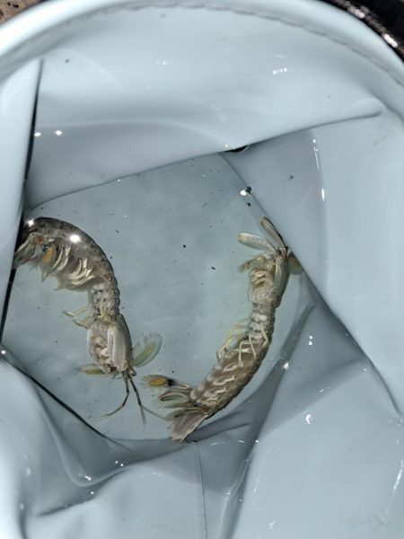 初釣りでアイナメ