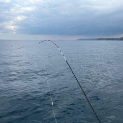 初の長崎カワハギは激シブでした