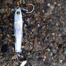 サゴシ終わりかな？