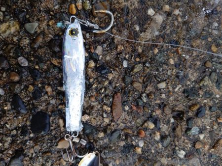 サゴシ終わりかな？