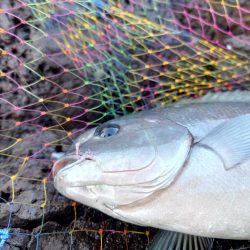 やっと行けた隠岐の島