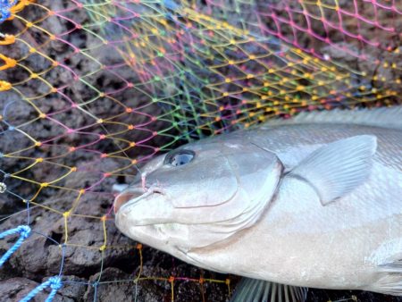 やっと行けた隠岐の島