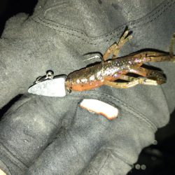 ワインドでマチヌゲット