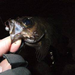 今日も渋かった