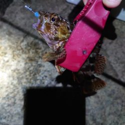 古宮漁港でメバリング