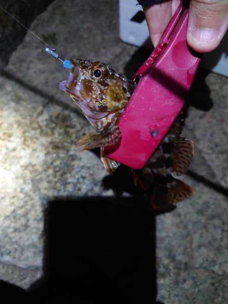 古宮漁港でメバリング