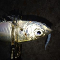 アジフライを仕入れに