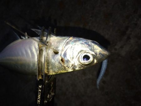 アジフライを仕入れに