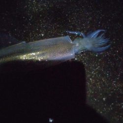 ヤリイカ3杯、アジ4匹