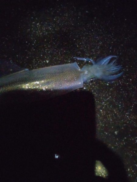 ヤリイカ3杯、アジ4匹