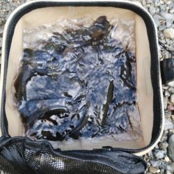 初釣りと初めてのエリアトラウト