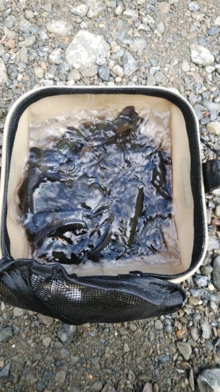 初釣りと初めてのエリアトラウト