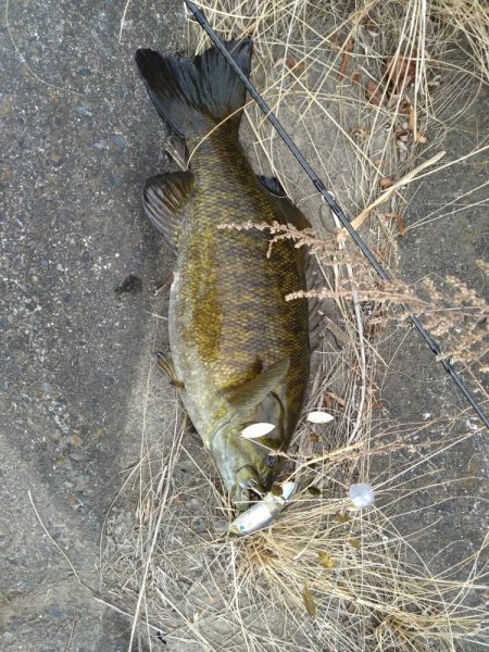 ハードアラバマで１本