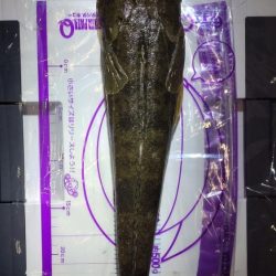 あけおめフィッシュ🎍🎣🎍