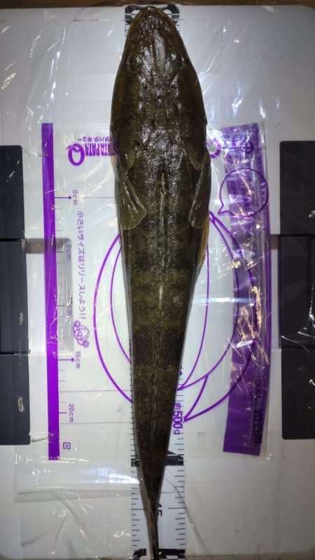 あけおめフィッシュ🎍🎣🎍