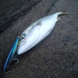 1月最後はフクラギラギ