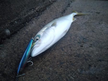 1月最後はフクラギラギ