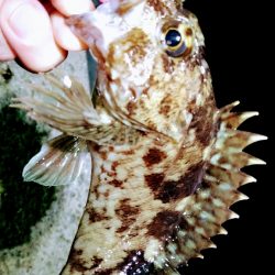 ぼっちで、レレレ連釣！