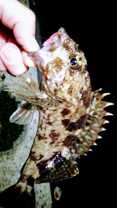 ぼっちで、レレレ連釣！