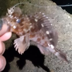 渋いメバリング