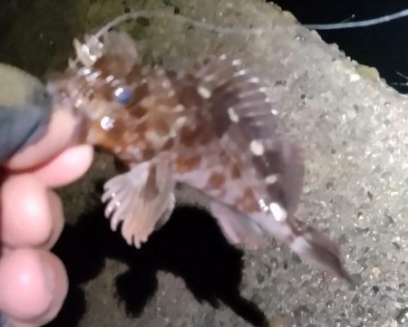 渋いメバリング