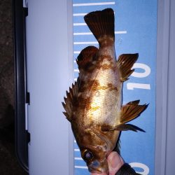 激渋初フィッシング