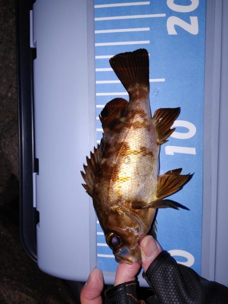 激渋初フィッシング