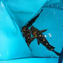 アジュール舞子でサビキとノマセ