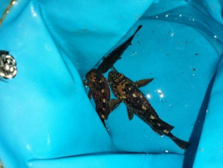 アジュール舞子でサビキとノマセ