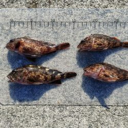 貝塚人口島 暗がり朝まづめサビキでガシラ