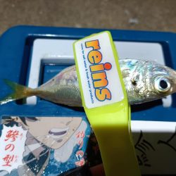 2024/01/01 南港ライトゲーム釣行 (アジ狙い)