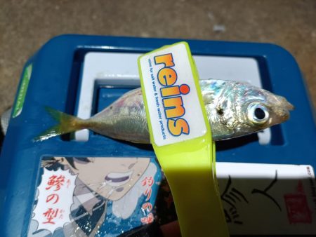 2024/01/01 南港ライトゲーム釣行 (アジ狙い)