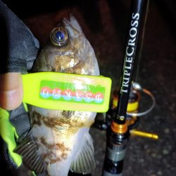 2024/01/02 南港ライトゲーム釣行 (メバル狙い)