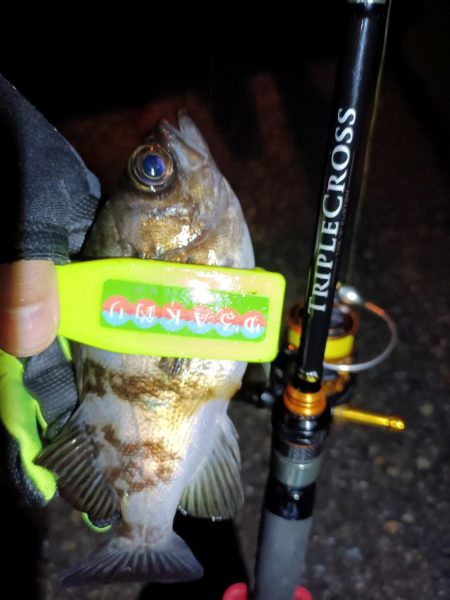 2024/01/02 南港ライトゲーム釣行 (メバル狙い)