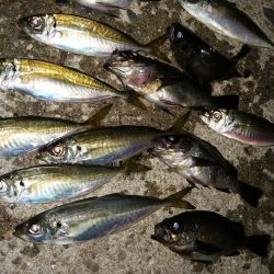 釣り物の移り変わり