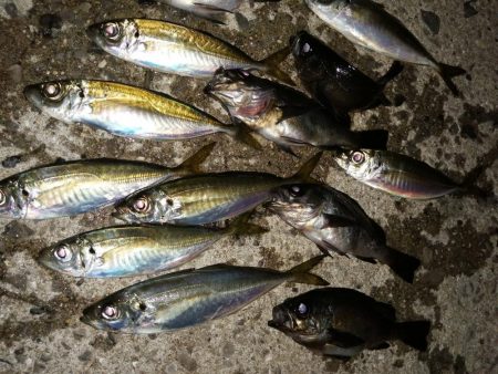 釣り物の移り変わり