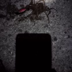 🐙新春初タコ🐙