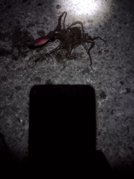 🐙新春初タコ🐙