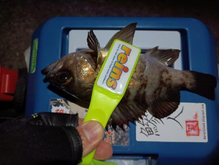 2024/01/04 南港ライトゲーム釣行 (メバル狙い)