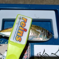 2024/01/05 南港ライトゲーム釣行 (アジ狙い)