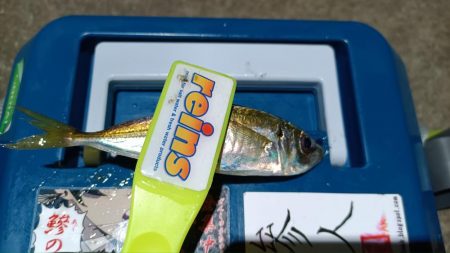 2024/01/05 南港ライトゲーム釣行 (アジ狙い)