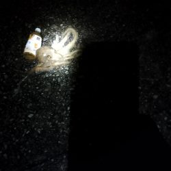 🐙まぁまぁでかタコ🐙