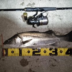 夜光虫が厄介…