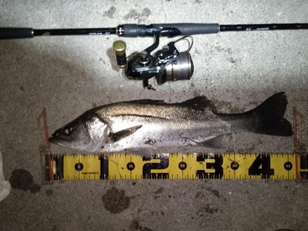 夜光虫が厄介…