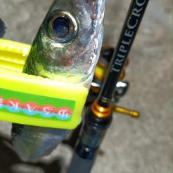 2024/01/08 南港ライトゲーム釣行 (アジ狙い)